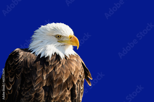 Board z aluminiowym obramowaniem American bald eagle