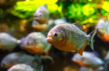 Piranha - Colossoma macropomum