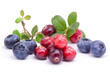 Blueberry and cowberry with green leaves