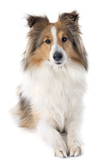 Sticker - shetland dog