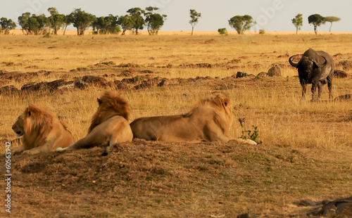 Board z aluminiowym obramowaniem Lwy masai mara