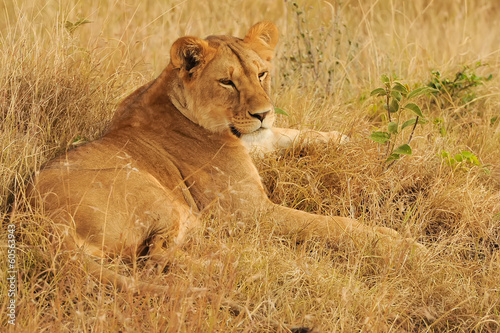 Board z aluminiowym obramowaniem Masai mara lew