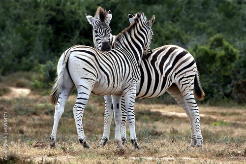 Board z aluminiowym obramowaniem Zebras uwodzenie