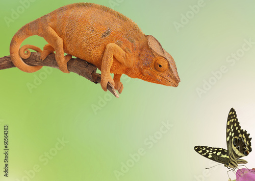 Naklejka samoprzylepna Kameleon i motyl