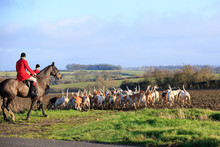 Horse And Hounds