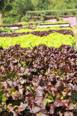 Poster - Butter head vegetable in hydroponic farm