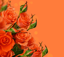 Orange Roses Free Stock Photo - Public Domain Pictures