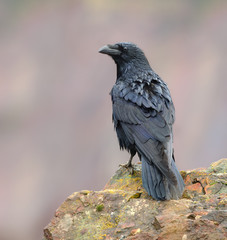 Poster - Raven posing on a rock