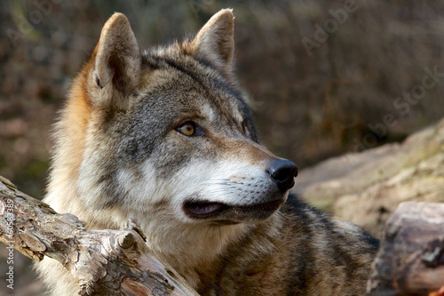 Fotoboard na płycie Szary wilk - canis lupus