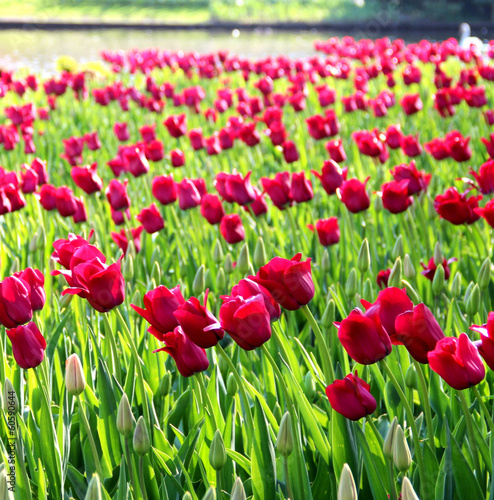 Naklejka nad blat kuchenny Mix of Holland tulips and sunny day