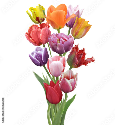 Tulips Flowers