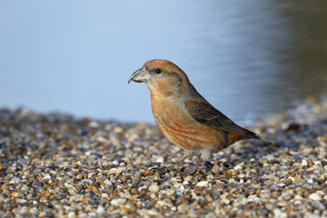 Sticker - Crossbill, Loxia curvirostra,