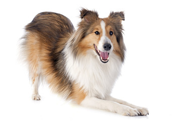 Sticker - shetland dog