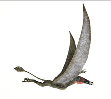 Dorygnathus Flying Dinosaur Photorealistic Representation, Side