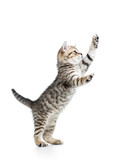 Fototapeta Koty - funny playful cat is standing