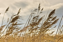 Prairie Grass On A Dry Terrain Against Dark Sky And Rainy Clouds