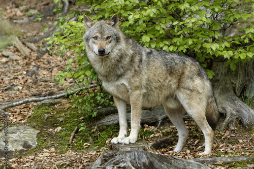 Fotoboard na płycie Wilk (canis lupus)