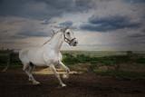 Fototapeta Konie - The horse gallops across the field. He looks into the camera.