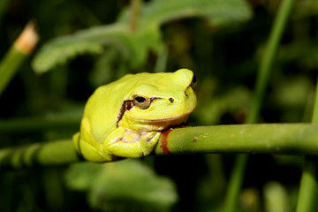 Bright green Stripeless Tree Frog on a grass stem