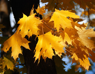 Wall Mural - Yellow maple