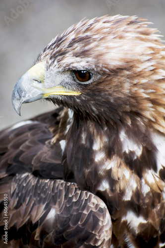 Board z aluminiowym obramowaniem Profil orła przedniego (aquila chrysaetos)