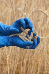 hands in blue gloves holding ears of rye