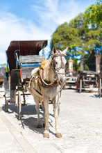 Horse Carriage In Old Havana