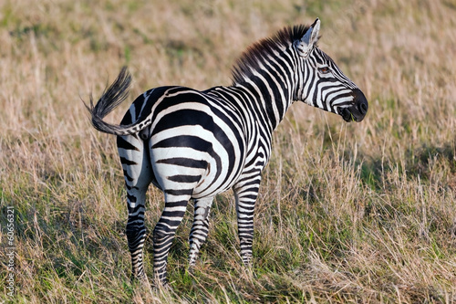 Board z aluminiowym obramowaniem Zebra na afrykańskiej sawannie.