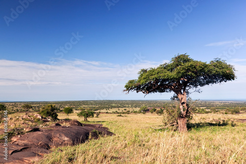Tapeta ścienna Pojedynczy drzewo na sawannie, krzak w Africa. 