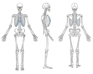 human skeleton anatomy vector