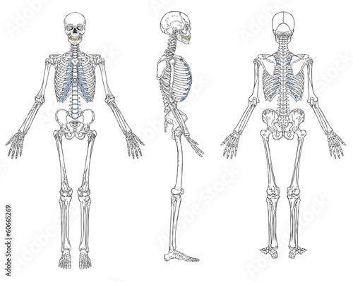 Tapeta ścienna na wymiar Human Skeleton Anatomy Vector