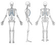 Human Skeleton Anatomy Black and White