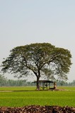 Fototapeta Tulipany - rice field(hut)