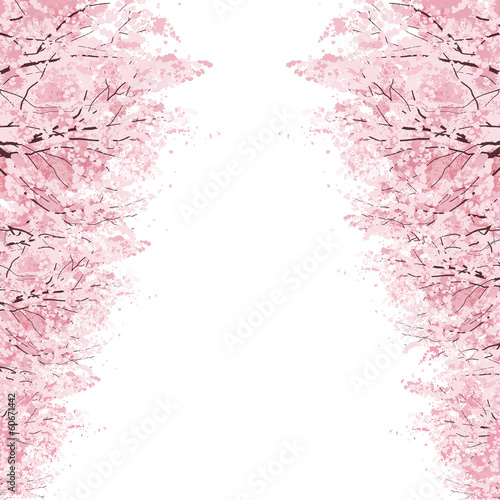 Naklejka samoprzylepna 桜 並 木 rzędy drzew wiśni