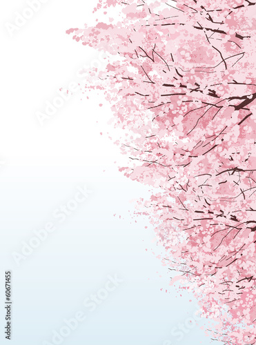 Naklejka samoprzylepna 桜 並 木 piękne drzewa boulevard wiśni