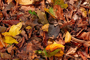 Wall Mural - Autumn leaves