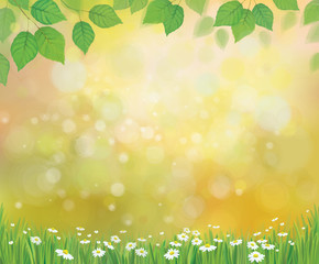 Wall Mural - vector sunshine background with chamomile and dandelion.
