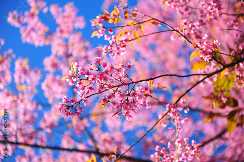 Naklejka samoprzylepna Różowe kwiaty wiśni sakura