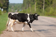 The Cow Crosses Road