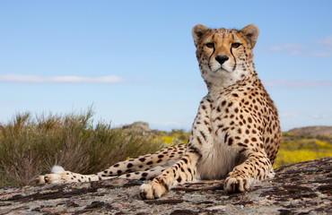 liegender gepard