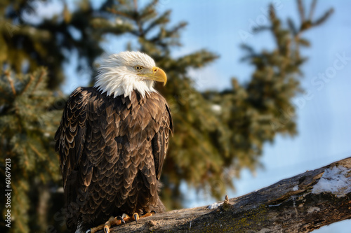 Board z aluminiowym obramowaniem American bald eagle