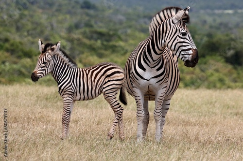 Board z aluminiowym obramowaniem Zebra dla dzieci i matka