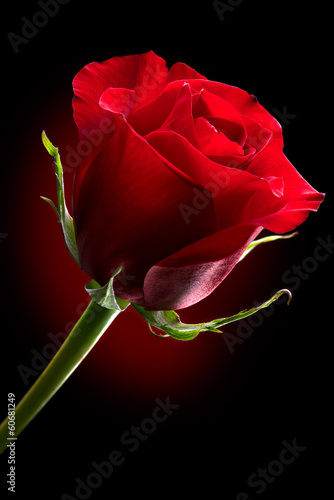 Naklejka - mata magnetyczna na lodówkę Red Rose Flower isolated on Black background