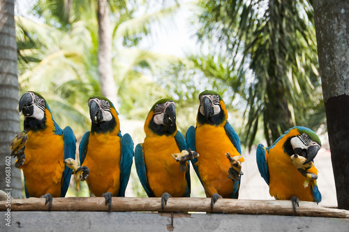 Naklejka na szybę Macaw.