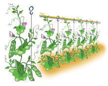 Green Pea Planting Illustration