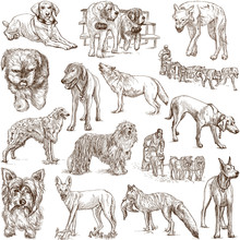 DOGS (Canidae) - (no.1) - Hand Drawings On White