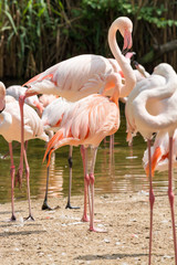 Flamingo is a type of wading bird in the genus Phoenicopterus