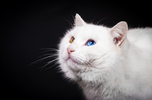 Portrait Of White Cat With Different Eye Color