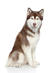 Sticker - Siberian Husky studio portrait