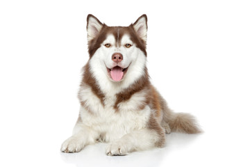 Canvas Print - Happy Siberian Husky